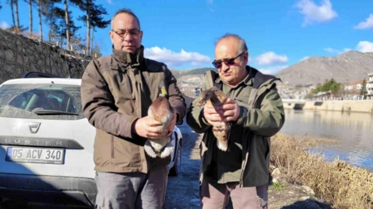 Amasya’da evinde 9 yaban hayvanı bulunan şahsa 55 bin TL ceza