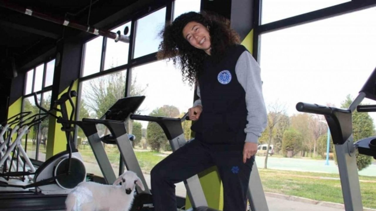 Bildiğiniz tüm kuzuları unutun: Bu kuzu koşu bandında yürüyüp, spor yapıyor