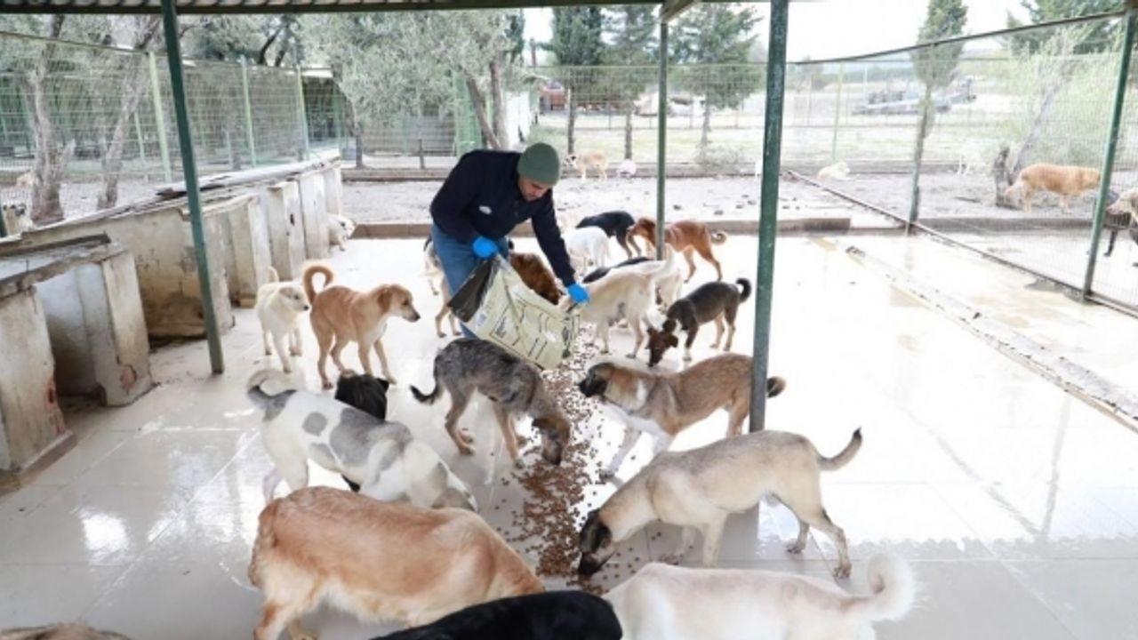 Burhaniye Belediyesi can dostlarına gözü gibi bakıyor
