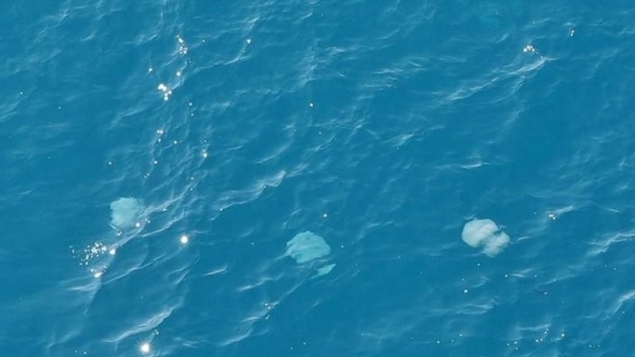 Dev denizanalarının sürü halindeki geçişleri dron ile görüntülendi