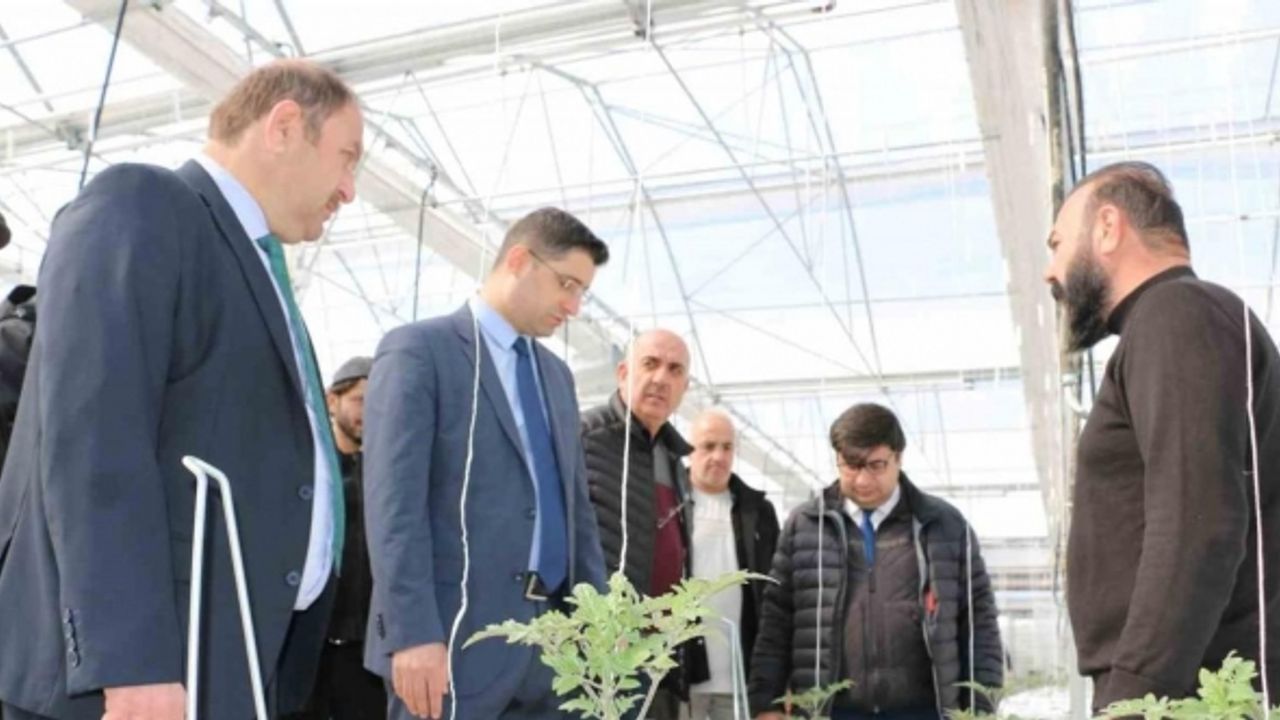 Erzincan’da jeotermal ısıtmalı topraksız serada ilk fideler dikildi