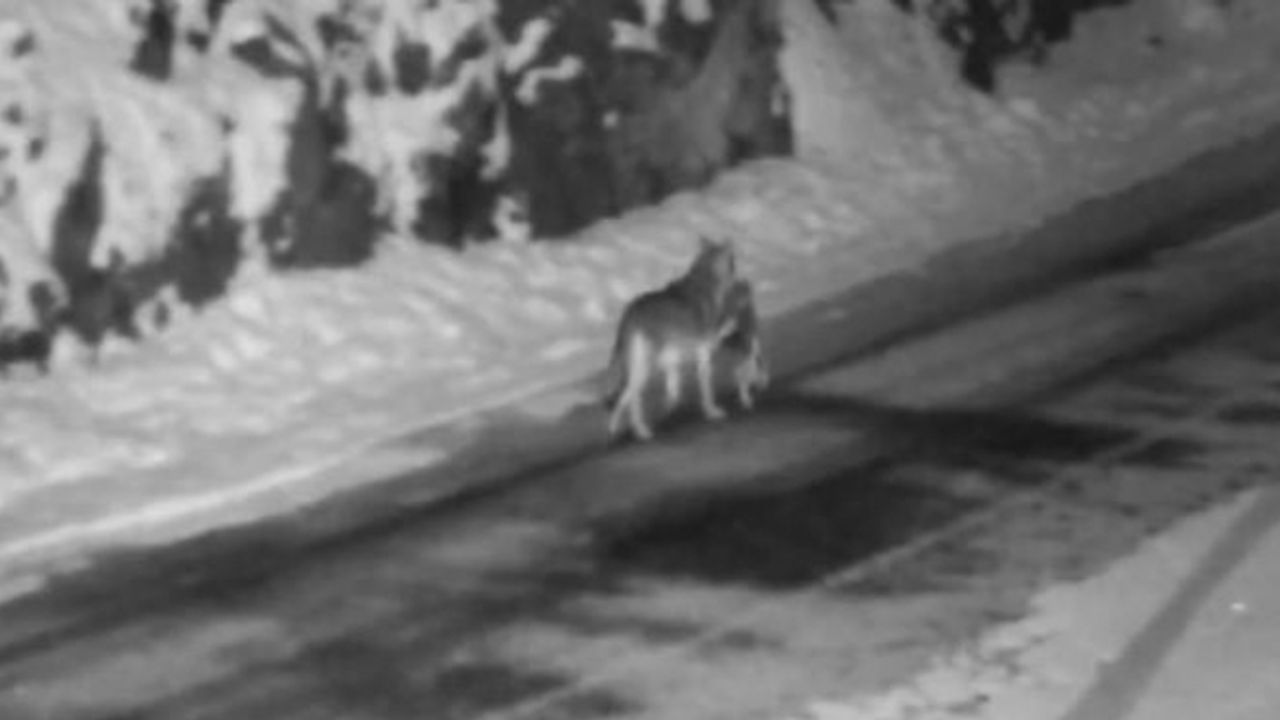 Gümüşhane’de aç kalan kurtlar avladıkları sokak köpeğini taşırken görüntülendi