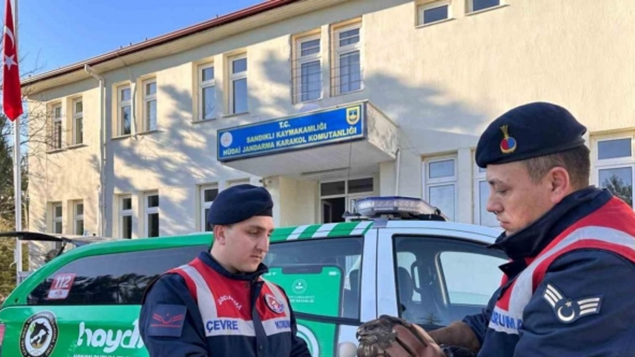 Jandarmanın yaralı halde bulduğu kızıl şahin koruma altına alındı