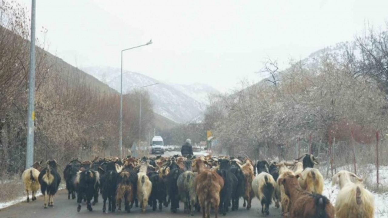 Karayolunda ilerleyen keçi sürüsü ilginç görüntü oluşturdu