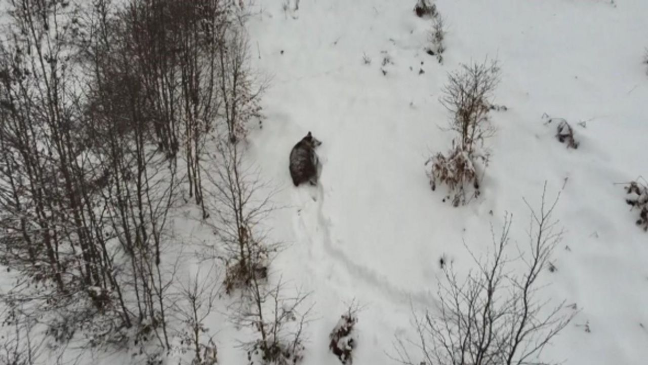 Kış uykusuna yatamayan ayı dron ile görüntülendi