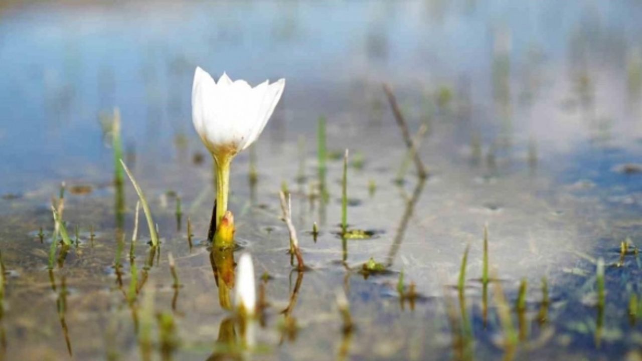 Muş Ovası’nı süsleyen çiçekleri koparanlara 387 bin TL ceza