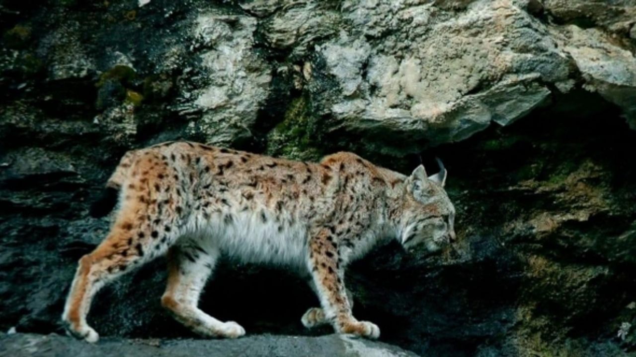 Nesli tükenme tehdidi altındaki vaşak, kameralara adeta poz verdi