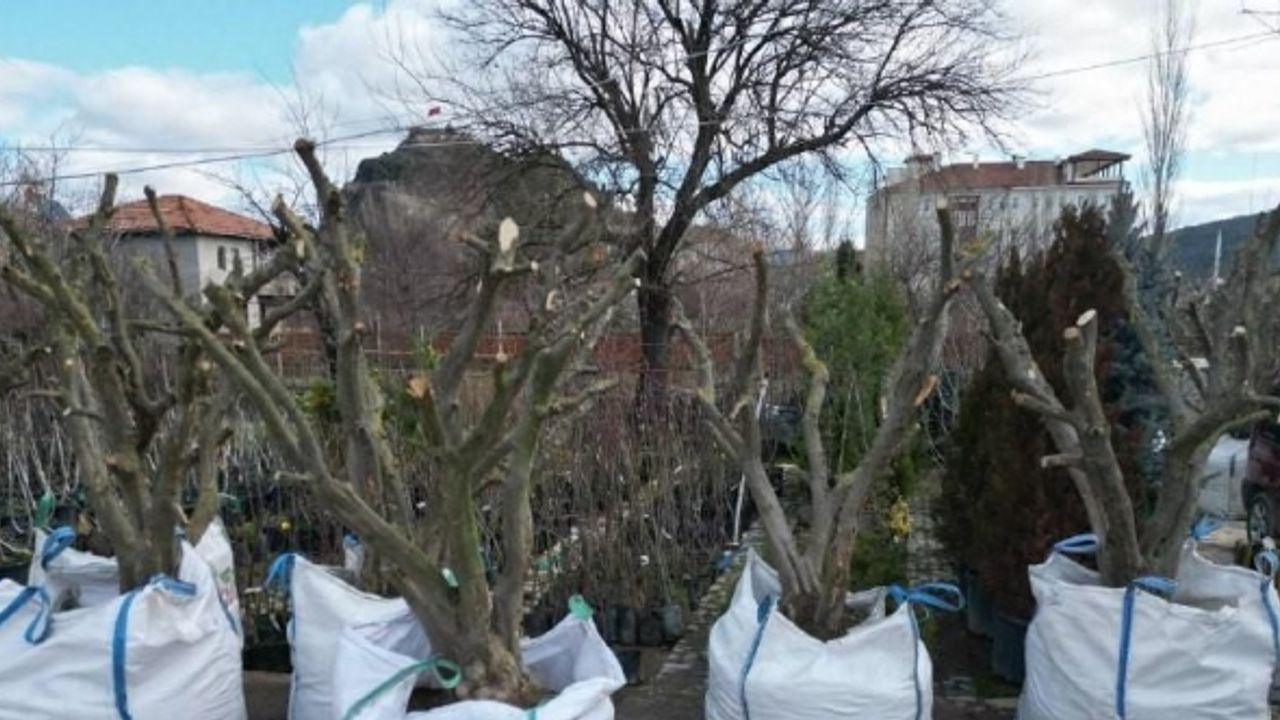 Osmancık’ta zeytin yetiştiriciliğine ilgi her geçen gün artıyor