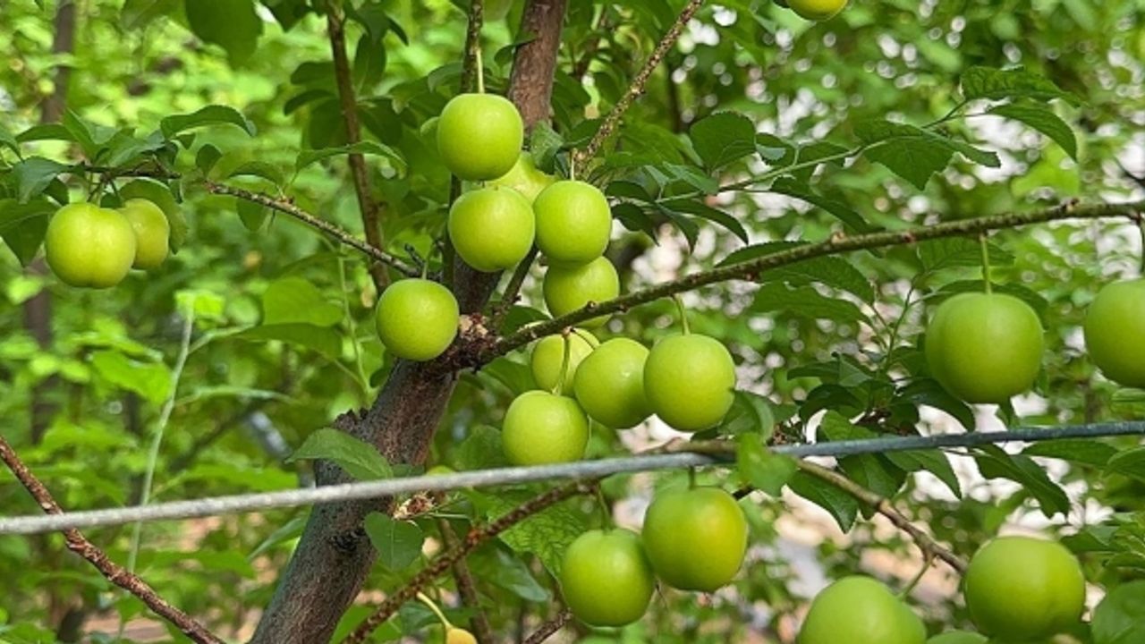 (Özel) Eriğin ilk hasadını yaptılar...Fiyatı altınla yarışıyor