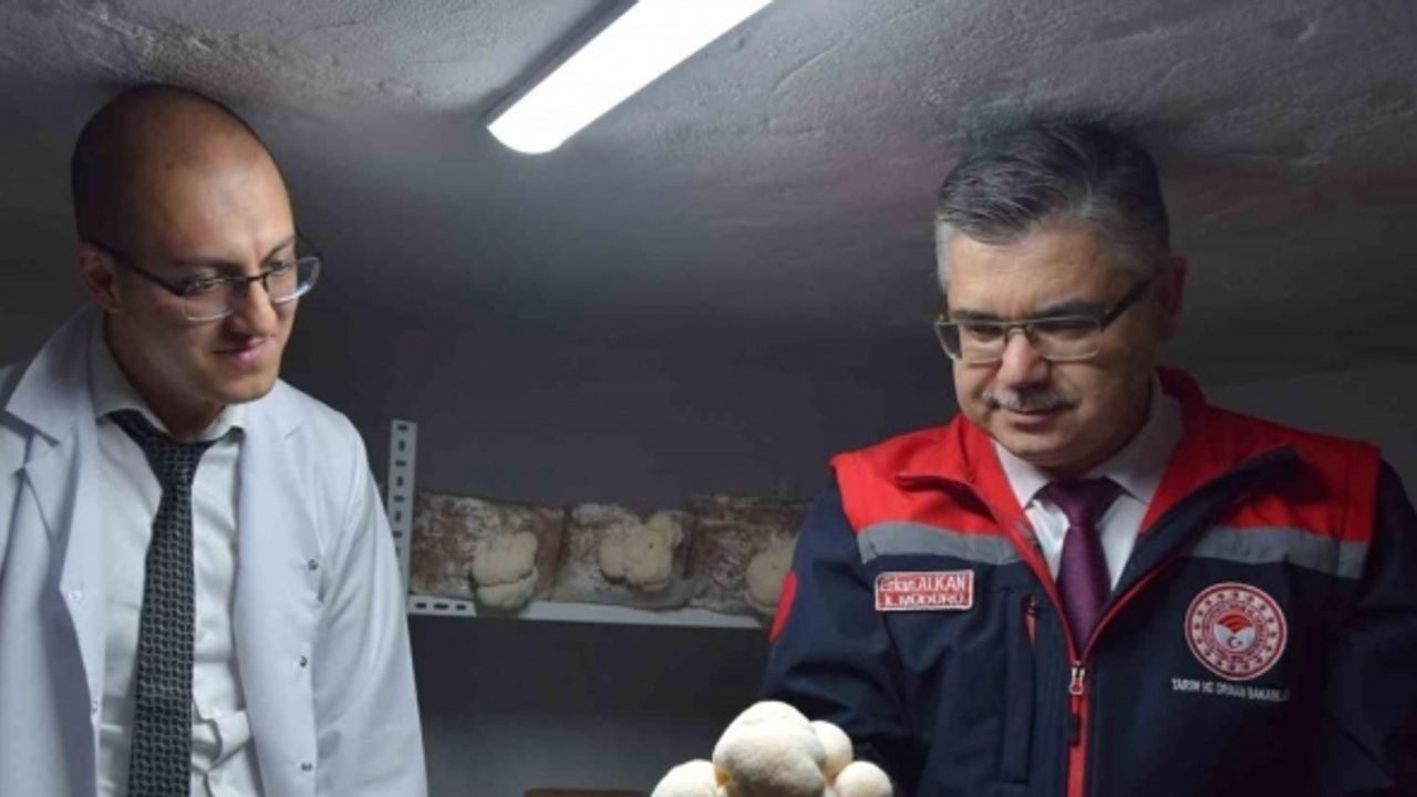 (Özel) Evin bodrumunda aslan yelesi mantarı üretiyor