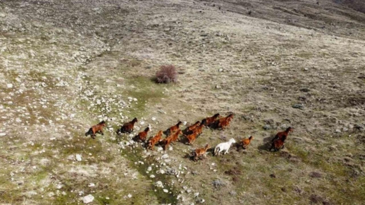 (ÖZEL) Güneşi gören yılkı atları indikleri yaylarda havadan görüntülendi