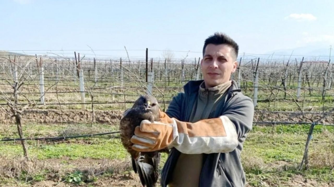 Salihli’de yaralı halde bulunan şahin tedavi altına alındı