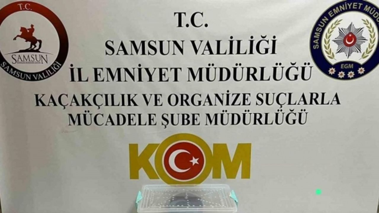 Samsun’da polis gümrük kaçağı boğa yılanı ve silah ele geçirdi