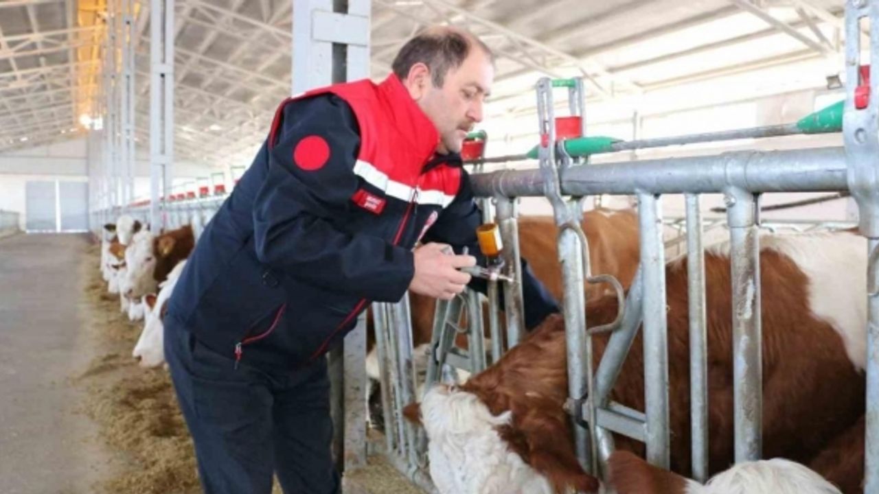 Şap hastalığına karşı bu yıl 3 doz aşı uygulanacak