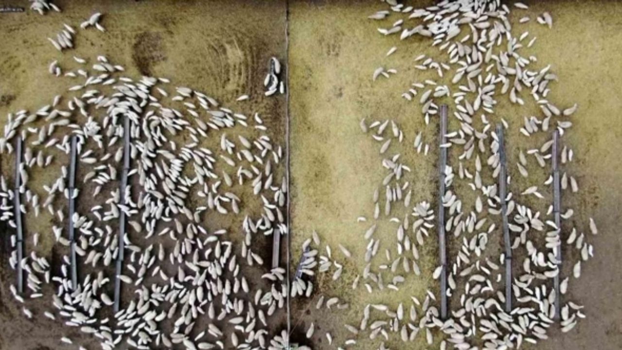 Süt kuzuları günde 2 defa anneleriyle buluşturuluyor