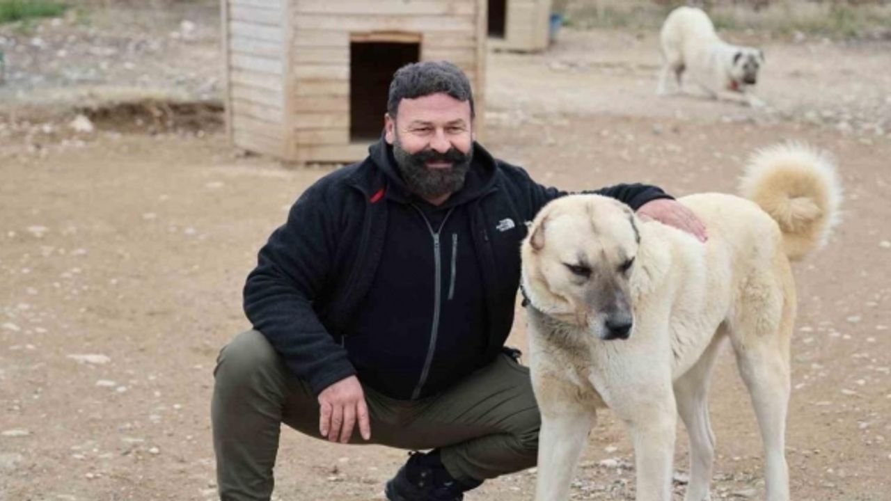 Uzmanı açıkladı: Anadolu Aslanı Kangallar, doğal Kurt savar