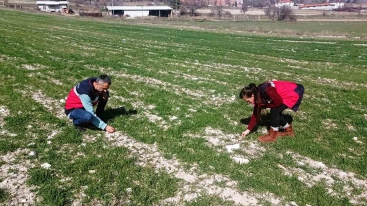 Domaniç’te hububat ekili tarlalarda fenolojik gözlem, hastalık ve zararlı kontrolü