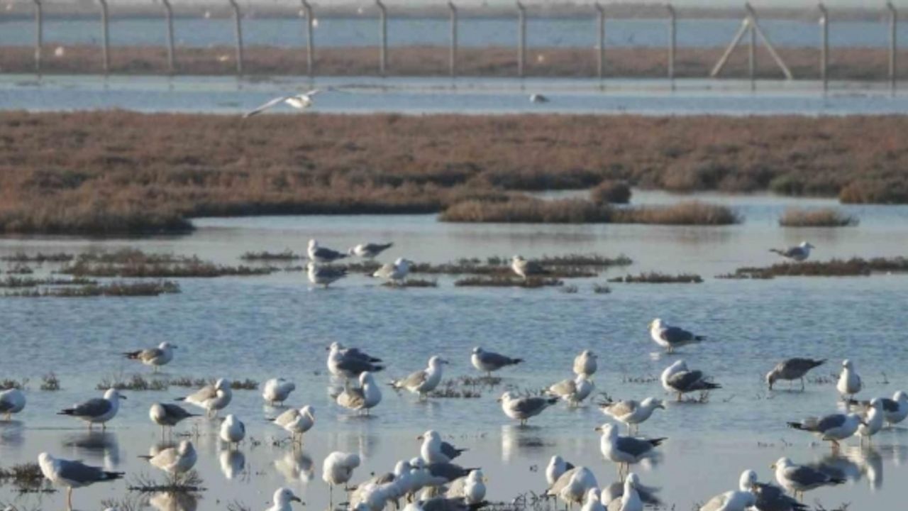 Ege’de 81 türden 157 bin 503 adet su kuşu sayıldı