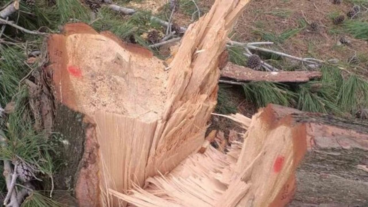 Germencik Habipler Köyü’nde ormanlık alanda kesilen ağaçlarla ilgili soruşturma başlatıldı