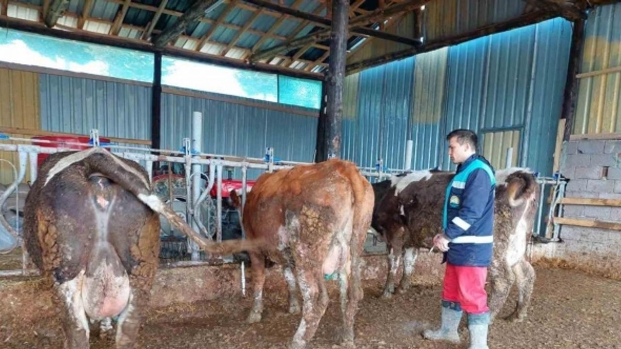 Hisarcık’ta 5 bin 500 büyükbaş hayvana şap aşısı yapılacak