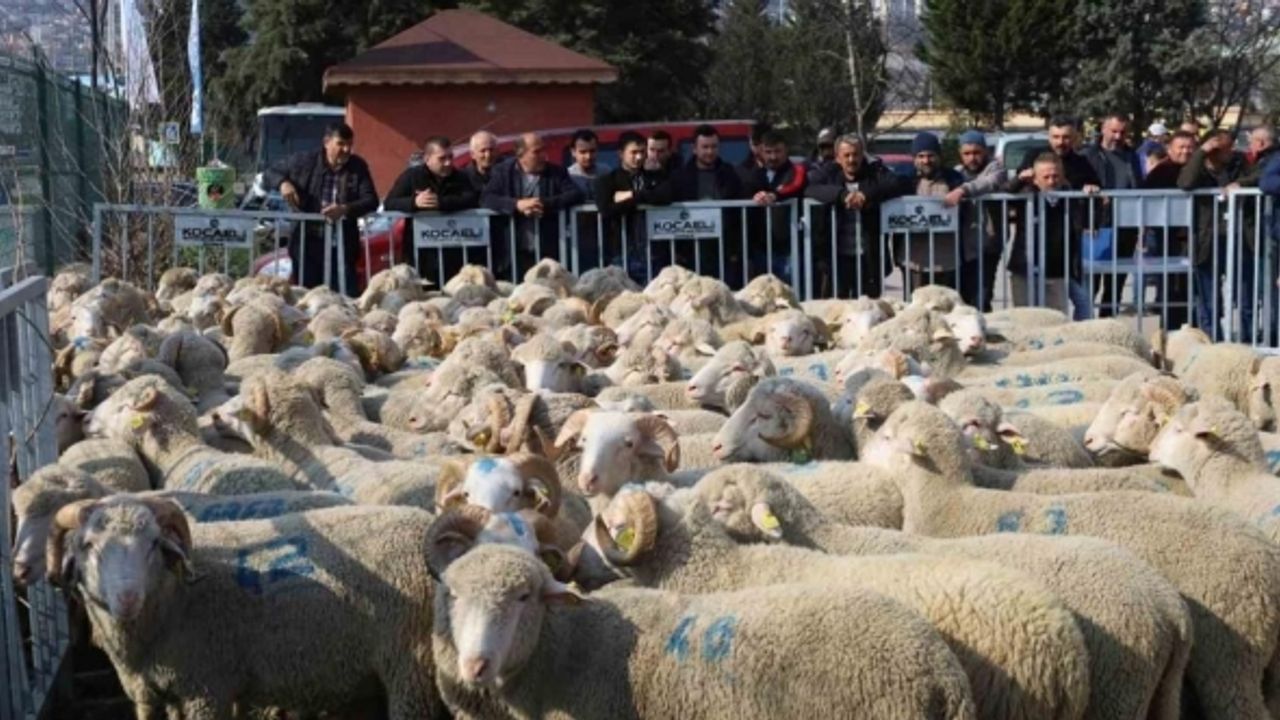 Yüzde 50 hibeli destekle çiftçiye koç ve teke veriliyor