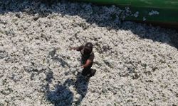 180 bin ton pamuk üretilen Hatay’da 3 bin depremzede çiftçiye pamuk tohumu dağıtıldı