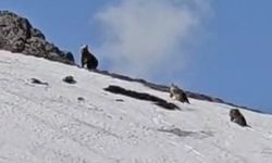 Bingöl’de ayılar karla kaplı tepede görüntülendi