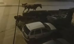 Bursa’da sokaklar gündüz insanlara, gece atlara kalıyor