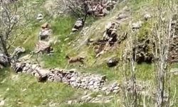 Elazığ’da dağ keçileri görüntülendi