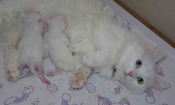 En güzel Van kedisi ‘Mia’ üçüncü kez anne oldu
