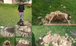 Erzincan’da başıboş köpeklerin saldırdığı 7 koyun telef oldu