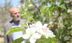 Karaman’da 15 milyon elma ağacı aynı anda çiçek açtı