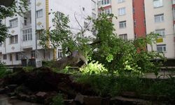 Yozgat’ta kayısı ağacı şiddetli rüzgarda devrildi, çağlaları kapışıldı