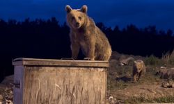Sarıkamış’ta yavru ayıların çöp konteyneriyle sınavı ortaya renkli görüntüler çıkardı