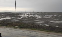 Şiddetli yağışlar ekili arazileri sular altında bıraktı