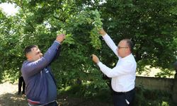 Turgutlu Belediyesi ‘En güzel erik’ yarışması düzenliyor