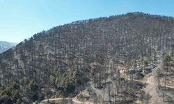 Denizli’de orman yangını 22 saatin ardından kontrol altına alındı