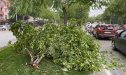 Konya’da fırtına nedeniyle camekan uçtu, ağaçlar devrildi