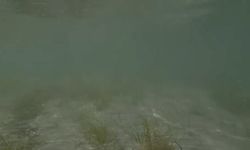 Erdek’teki deniz çayırı katliamı su altı kamerasına yansıdı: Tahribat inanılmaz boyutta