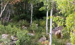 Nemrut’a giden piknikçilere ayı sürprizi