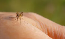 Sivrisinek ısırığına en iyi çözüm!