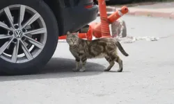 Sokak Kedileri Tembelliğe Alıştı, Yılanlar Şehirlere İndi