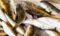 Kilosu 200 TL'yi Buldu: Sardalya ve Kefal Tezgahların Gözdesi Oldu