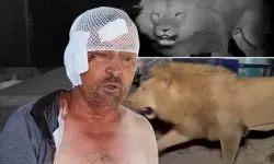 Manavgat'ta Dehşet Gecesi: Aslan Tarlada Saldırdı