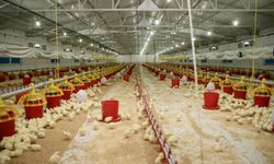 Şenpiliç ekosistemi sözleşmeli çiftliklerle  geçen yıl 4.200 kişiye istihdam sağladı