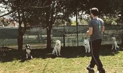 İstanbul'da En İyi Köpek Eğitimi, Otel ve Kreş Hizmeti: Murat GÜNGÖR