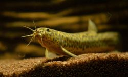 İnsanlar Anüsten Nefes Alabilir mi? İlk İnsan Deneyi Başarıyla Gerçekleşti