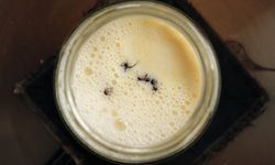 Antik Bir Gelenekten Michelin Mutfağına: Karınca Yoğurduyla Tanışın