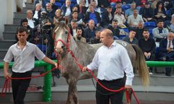 Rekor Fiyatla Satıldı: TİGEM'in Arap Tayı 5 Milyon 250 Bin Liraya Alıcı Buldu