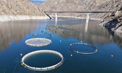 Türk Somonu Karadeniz'den Dünyaya Açılıyor: Artvin’den 67 Ülkeye İhracat Başarısı